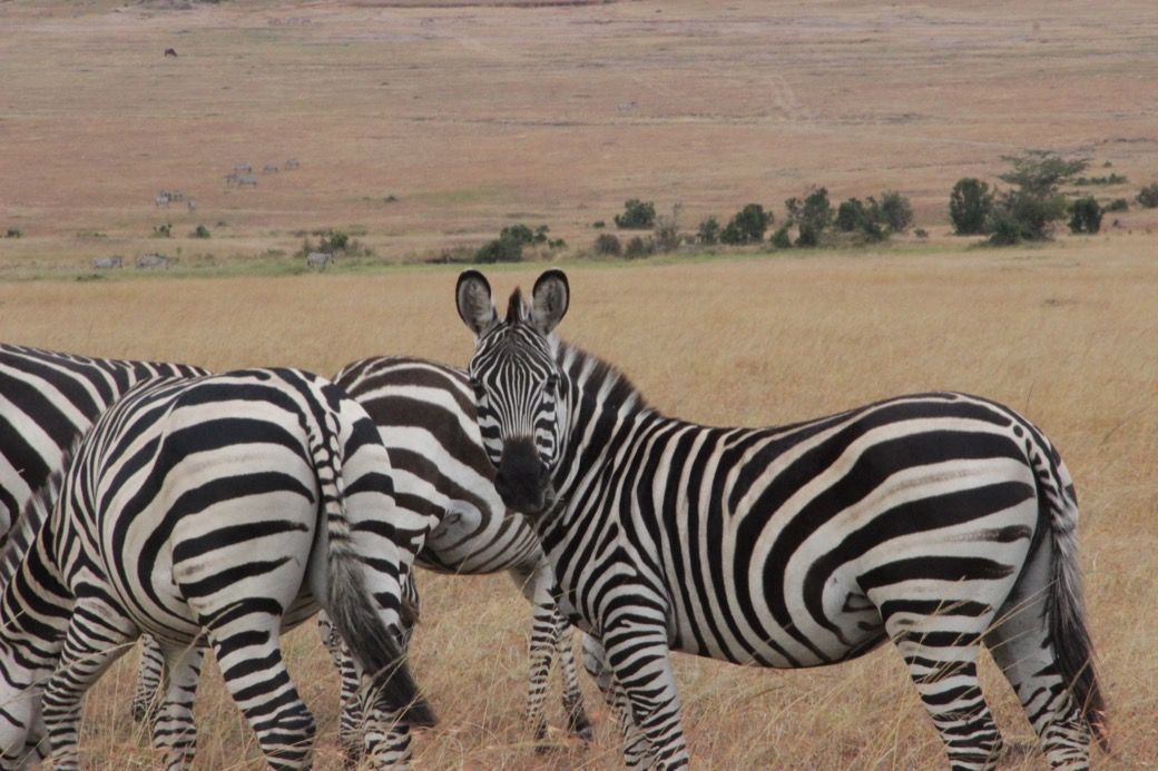 Zebras on the golden plains of Kenya, one looking straight at the camera